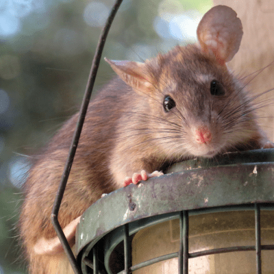 MICE REMOVAL
